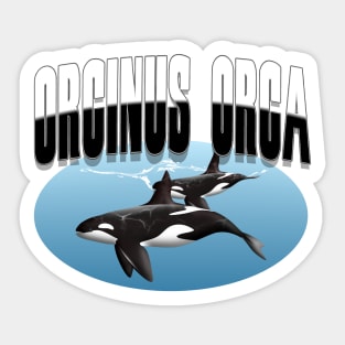 Orcinus Orca Sticker